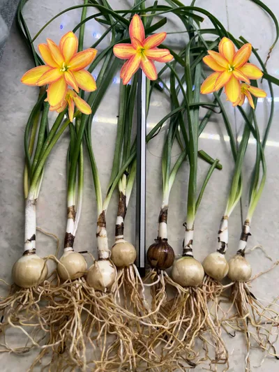 Rain Lily Canary Diomand