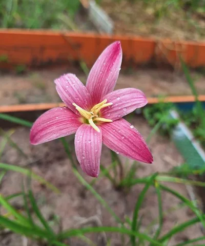 Rain Lily Puffy Pink