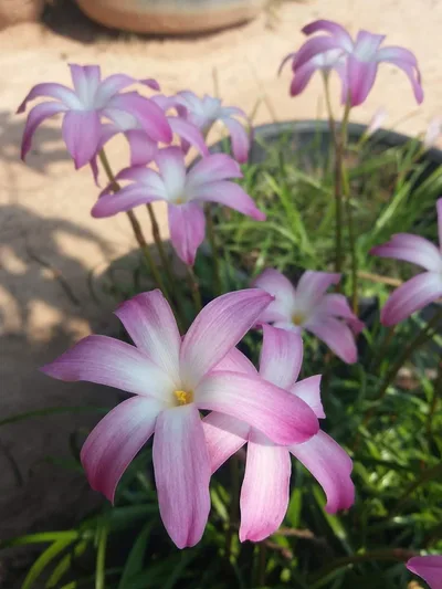 Rain Lily Winter Sweet — thumbnail 4