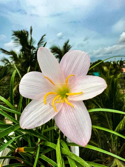 Rain Lily GrandiFlora Spring
