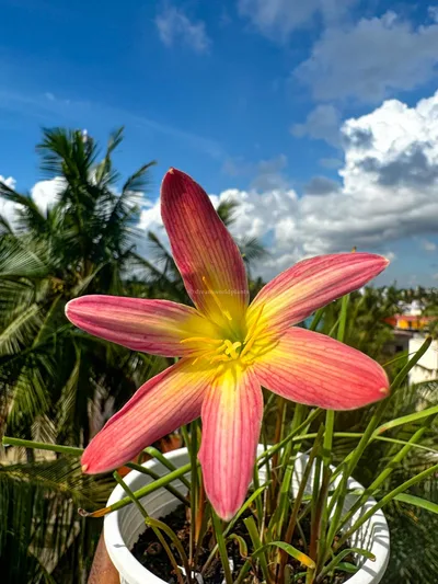 Rain Lily Ma Pink Arrow