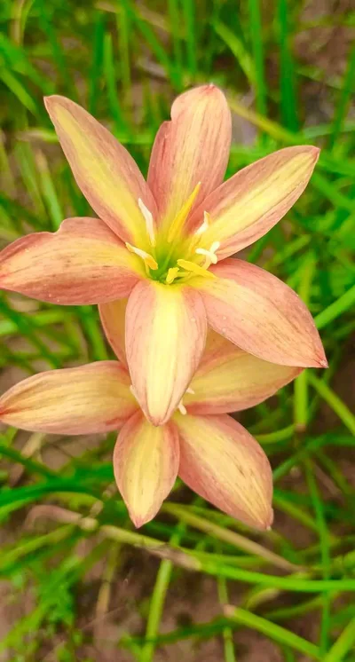 Rain Lily Island breeze