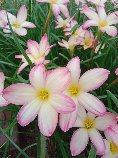 Rain Lily Champa — thumbnail 5