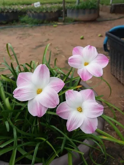 Rain Lily Lily Pie — thumbnail 2