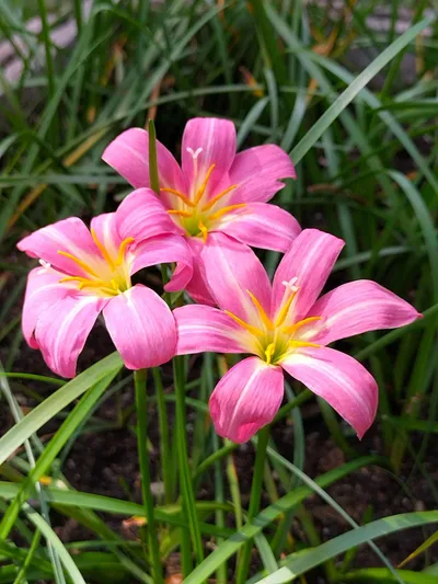 Suhagan's Choice: 15 Rain Lily Hues — thumbnail 1