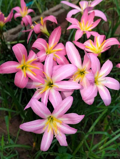 Rain Lily Omyin