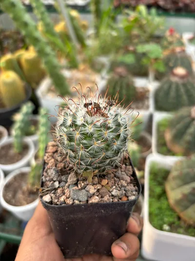 Cactus Mammillari Bombyciana