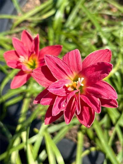 Rain Lily silver edge