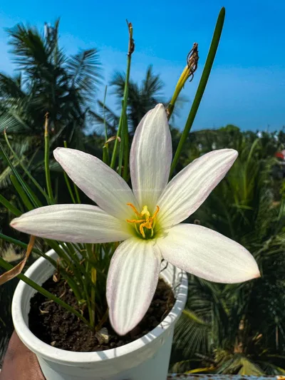 Rain Lily Pride of Gatagone