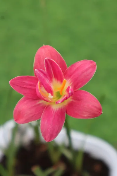 Rain Lily Lotus seed