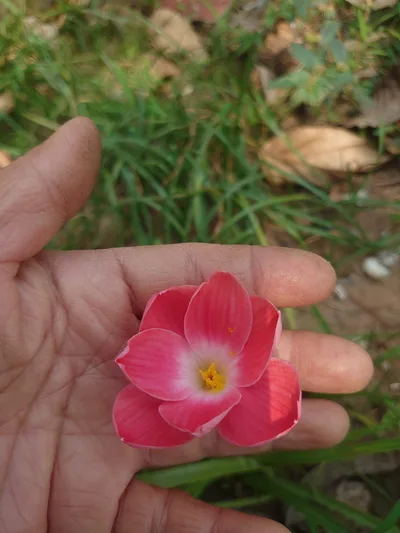 Rain Lily Pink Macaron