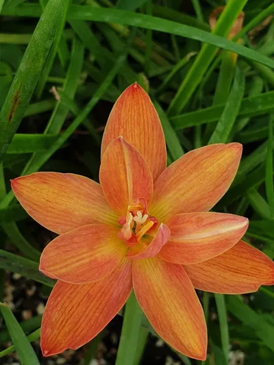 Rain Lily Charoenrant — thumbnail 2