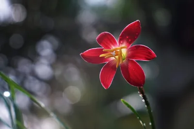 Rain Lily Signature — thumbnail 3