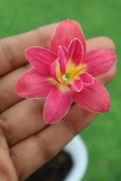Rain Lily Lotus seed