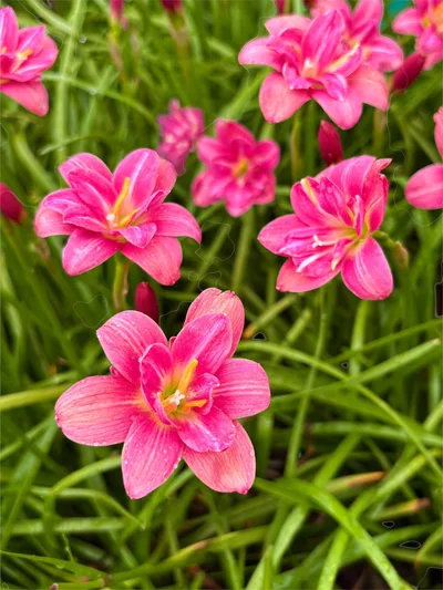 Rain Lily Lucky Pink — thumbnail 4