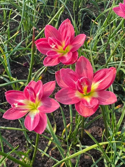 Rain Lily Rungsila