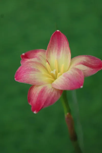 Rain Lily Wishy wish no 2