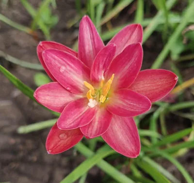 Rain Lily Carnelian Stone