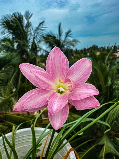 Rain Lily Parona