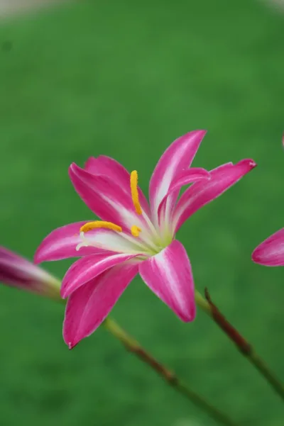 Rain Lily Double Fuschia — thumbnail 4