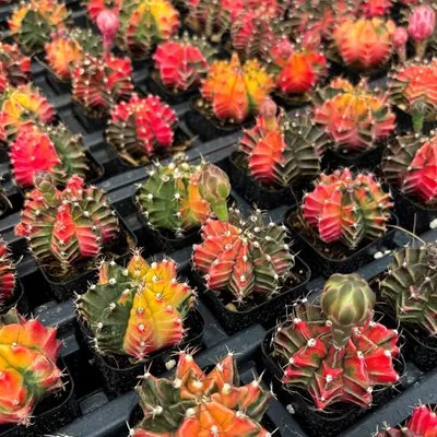 Cactus Gymnocalycium Mihanovichii Variegata ( Bare root )