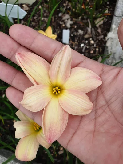 Rain Lily Smiley Moon — thumbnail 5