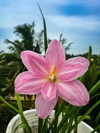 Rain Lily Turandot