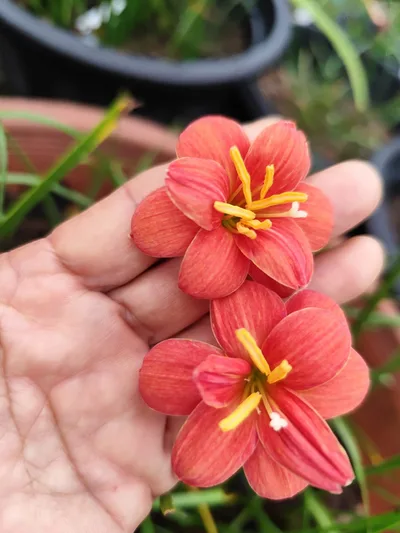 Rain Lily Sunston