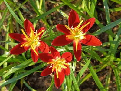 Rain Lily Red Fire — thumbnail 3