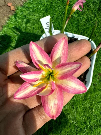 Rain Lily Colon