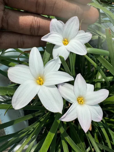 Rain Lily Summer Ice — thumbnail 2