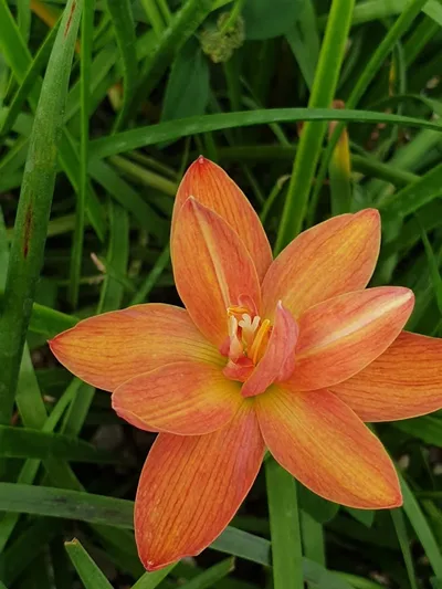 Rain Lily Charoenrant — thumbnail 1