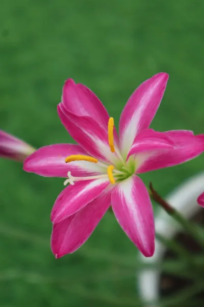 Rain Lily Double Fuschia — thumbnail 3
