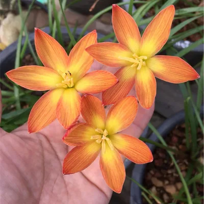 Rain Lily AK 0262 — thumbnail 1