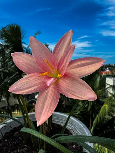Rain Lily Prang champoo