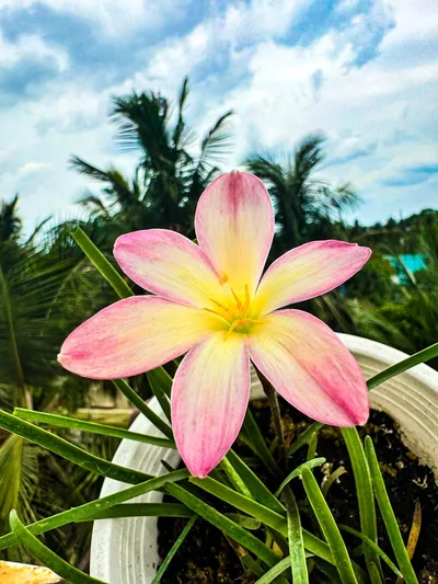 Rain Lily Champa — thumbnail 3