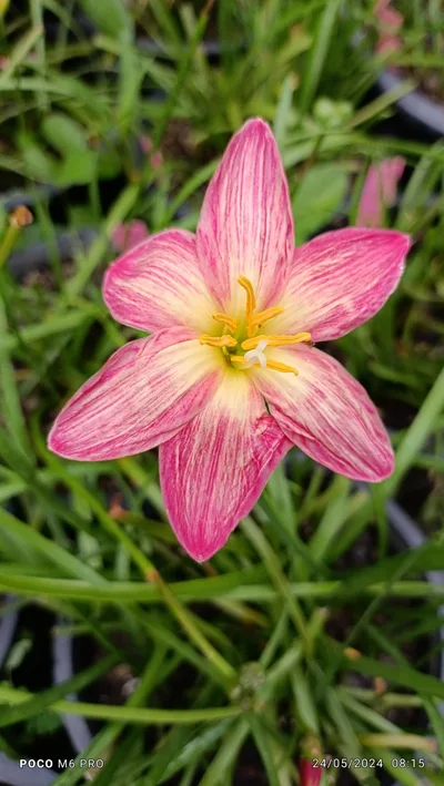 Rain Lily Wagyu