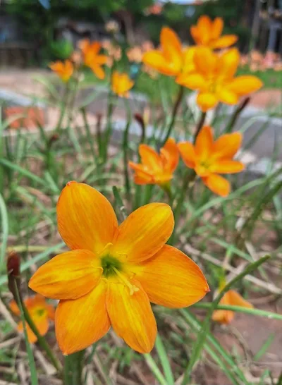 Rain Lily Life and Joy