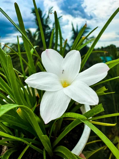 Rain Lily MA