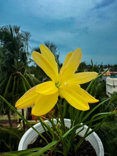 Rain Lily Yellow star