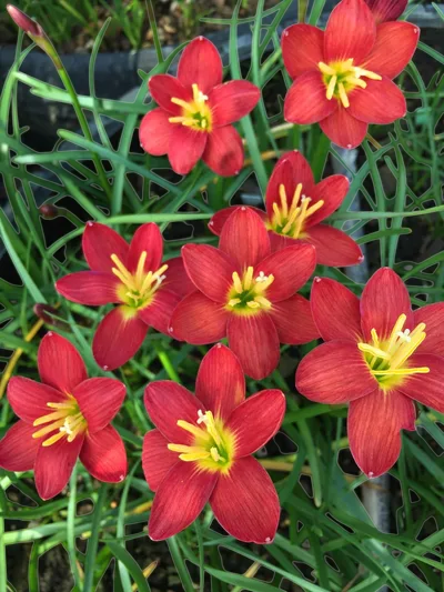 Rain Lily Red Ayothaya — thumbnail 4