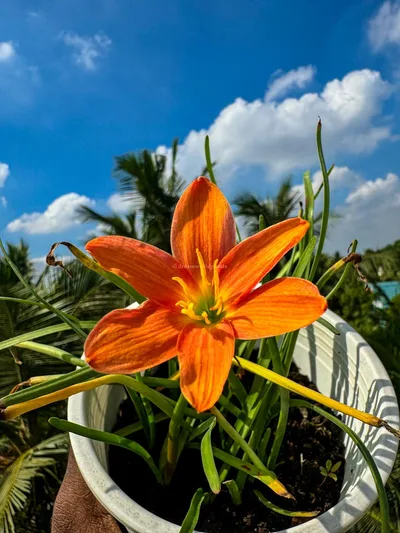 Rain Lily Orange Fire