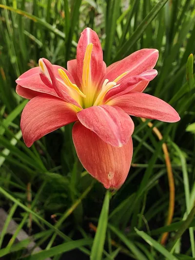 Rain Lily Kurama — thumbnail 2