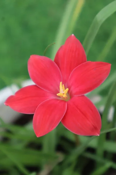 Rain Lily Red joy — thumbnail 3