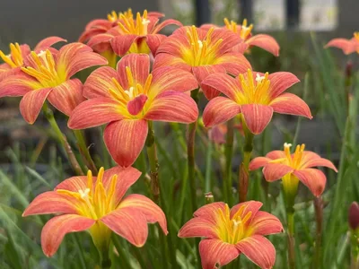 Rain Lily Crimson Sunset — thumbnail 5