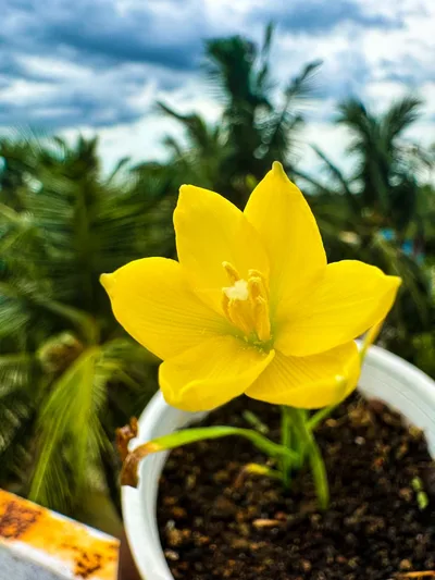 Rain Lily Jonesi