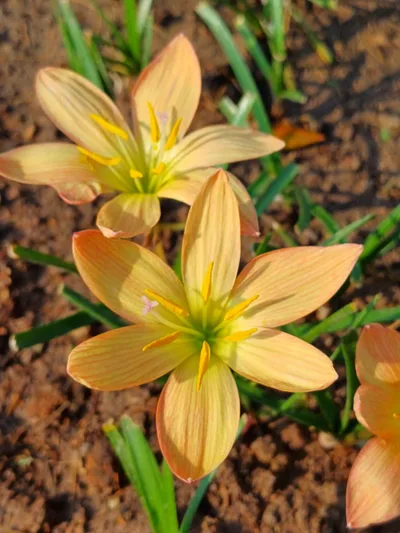 Moonlit Devotion Rain Lilies — thumbnail 1