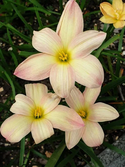 Rain Lily Smiley Moon — thumbnail 2
