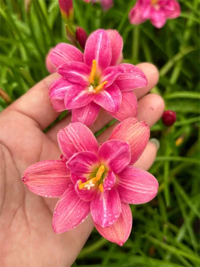 Rain Lily Lucky Pink — thumbnail 1
