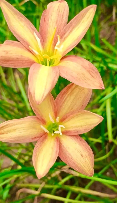 Rain Lily Island breeze